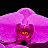 + info: Orquídea Luz Púrpura