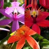 + info: Three Epidendrum